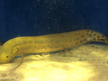 Load image into Gallery viewer, Marbled African Lungfish (Protopterus aethiopicus)