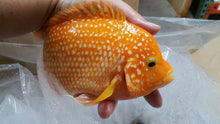 Load image into Gallery viewer, Red Pearl Texas Cichlid (Herichthys cyanoguttatus sp)