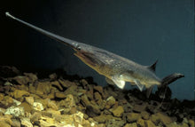 Load image into Gallery viewer, Paddlefish (Polyodon spathula)