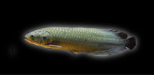 Load image into Gallery viewer, African Arowana (Heterotis niloticus)