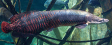 Load image into Gallery viewer, Arapaima (Arapaima gigas)