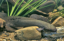 Load image into Gallery viewer, Australian Lungfish (Neoceratodus forsteri)