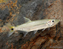 Load image into Gallery viewer, Yellow Tail Barracuda (Acestrorhynchus falcatus)