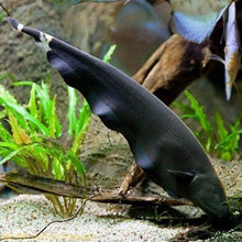 Load image into Gallery viewer, Black Ghost Knifefish (Apteronotus albifrons)