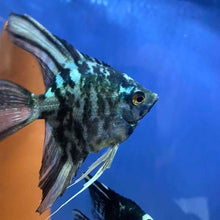 Load image into Gallery viewer, Marble Blue Angelfish (Pterophyllum scalare sp)
