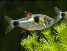 Load image into Gallery viewer, Bucktooth Tetra (Exodon paradox)