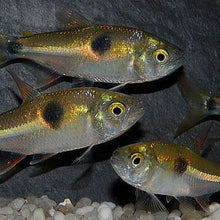Load image into Gallery viewer, Bucktooth Tetra (Exodon paradox)