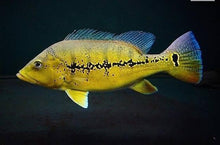 Load image into Gallery viewer, Xingu Peacock Bass (Cichla melaniae)