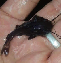 Load image into Gallery viewer, Melanistic Black Panda Redtail Catfish (Phractocephalus hemioliopterus)
