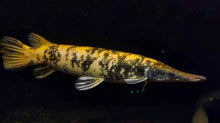 Load image into Gallery viewer, Albino Golden Marble Alligator Gar (Atractosteus spatula)