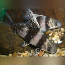 Load image into Gallery viewer, Shortbody Chinese High Fin Loach (Myxocyprinus asiaticus)