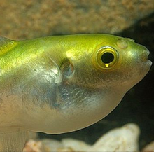 Load image into Gallery viewer, Golden Avocado Puffer Fish (Auriglobus modestus)
