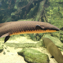 Load image into Gallery viewer, Australian Lungfish (Neoceratodus forsteri)