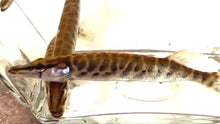 Load image into Gallery viewer, Tiger Muskie (Esox sp)