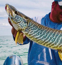 Load image into Gallery viewer, Tiger Muskie (Esox sp)