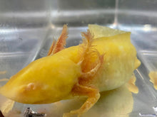Load image into Gallery viewer, Golden Albino GFP Axolotl (Ambystoma mexicanum)