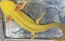 Load image into Gallery viewer, Golden Albino GFP Axolotl (Ambystoma mexicanum)