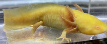Load image into Gallery viewer, Golden Albino GFP Axolotl (Ambystoma mexicanum)