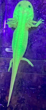 Load image into Gallery viewer, Freckled Leucistic GFP Lucy Axolotl (Ambystoma mexicanum)