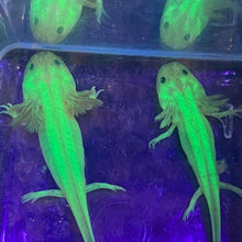 Load image into Gallery viewer, Freckled Leucistic GFP Lucy Axolotl (Ambystoma mexicanum)