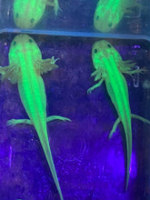 Load image into Gallery viewer, Freckled Leucistic GFP Lucy Axolotl (Ambystoma mexicanum)