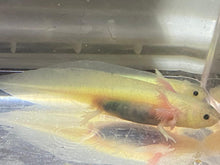 Load image into Gallery viewer, Freckled Leucistic GFP Lucy Axolotl (Ambystoma mexicanum)