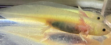 Load image into Gallery viewer, Freckled Leucistic GFP Lucy Axolotl (Ambystoma mexicanum)