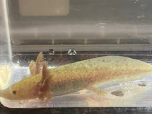 Load image into Gallery viewer, GFP Copper Axolotl (Ambystoma mexicanum)