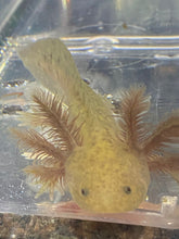 Load image into Gallery viewer, GFP Copper Axolotl (Ambystoma mexicanum)