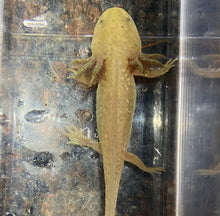 Load image into Gallery viewer, Copper Axolotl (Ambystoma mexicanum)