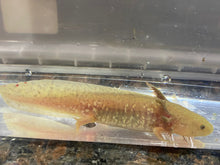 Load image into Gallery viewer, Copper Axolotl (Ambystoma mexicanum)