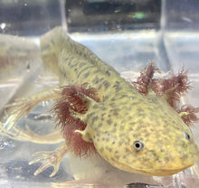 Load image into Gallery viewer, Light Based Spotted Axolotl (Ambystoma mexicanum)