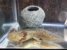 Load image into Gallery viewer, Light Based Spotted Axolotl (Ambystoma mexicanum)