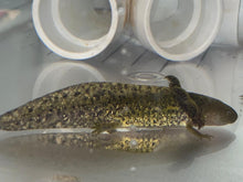 Load image into Gallery viewer, Wild Starburst Axolotl (Ambystoma mexicanum)