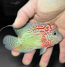 Load image into Gallery viewer, Kamfa Flowerhorn Cichlid (Cichlasoma sp)