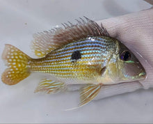 Load image into Gallery viewer, Geophagus Pindare - Wild (Geophagus sp)

