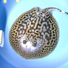 Load image into Gallery viewer, White Tiger Panda Pearl Stingray (Potamotrygon jabuti)