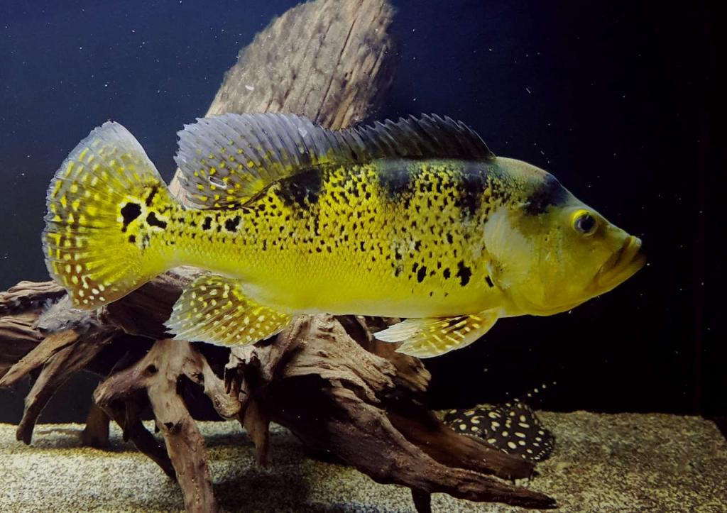 Wild Kelberi Peacock Bass (Cichla kelberi)