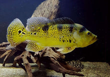Load image into Gallery viewer, Wild Kelberi Peacock Bass (Cichla kelberi)