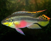 Load image into Gallery viewer, Nigerian Red Kribensis Cichlid (Pelvicachromis taeniatus)