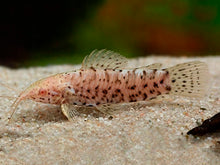 Load image into Gallery viewer, Albino Marbled Hoplo Catfish (Megalechis thoracata)