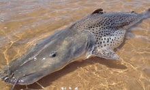 Load image into Gallery viewer, Giant Spotted Tiger Shovelnose Catfish (Pseudoplatystoma corruscans sp)