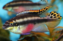 Load image into Gallery viewer, Nigerian Red Kribensis Cichlid (Pelvicachromis taeniatus)
