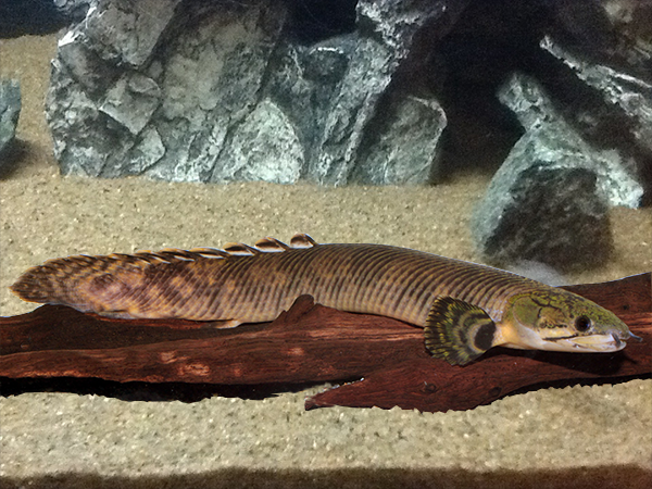 Mokelembembe Bichir (Polypterus mokelembembe)