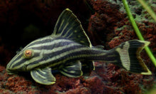 Load image into Gallery viewer, L190 Royal Pleco (Panaque nigrolineatus)
