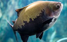Load image into Gallery viewer, Black Pacu (Colossoma macropomum)