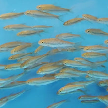 Load image into Gallery viewer, Thai Blue Mahseer (Neolissochilus stracheyi)