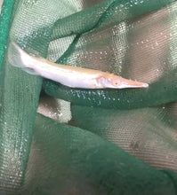 Load image into Gallery viewer, Albino Golden Alligator Gar (Atractosteus spatula)