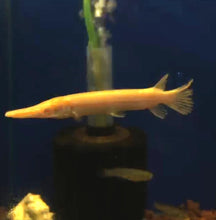 Load image into Gallery viewer, Albino Golden Alligator Gar (Atractosteus spatula)