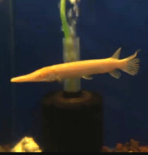 Load image into Gallery viewer, Albino Golden Alligator Gar (Atractosteus spatula)